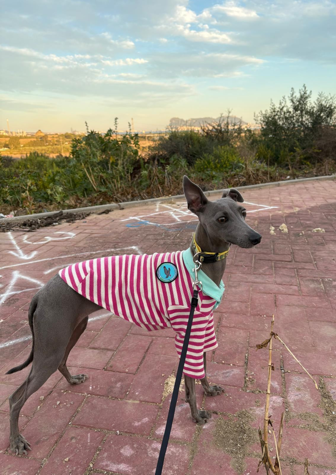 Foto original de Luna, galgo italiano, antes de convertirla en retrato